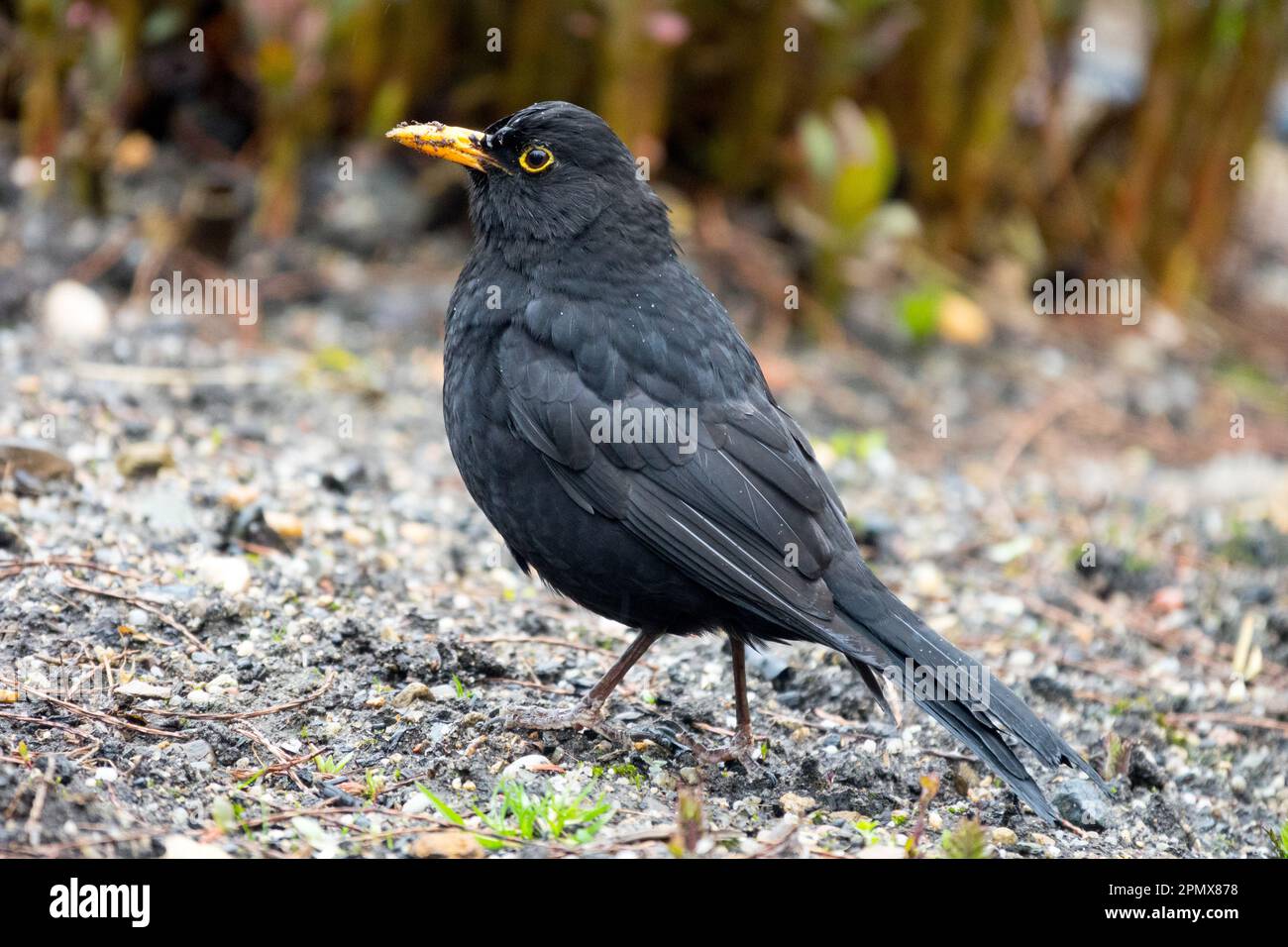 Schwarzvogel Turdus Merula, Schwarzvogel männlich im Garten Stockfoto