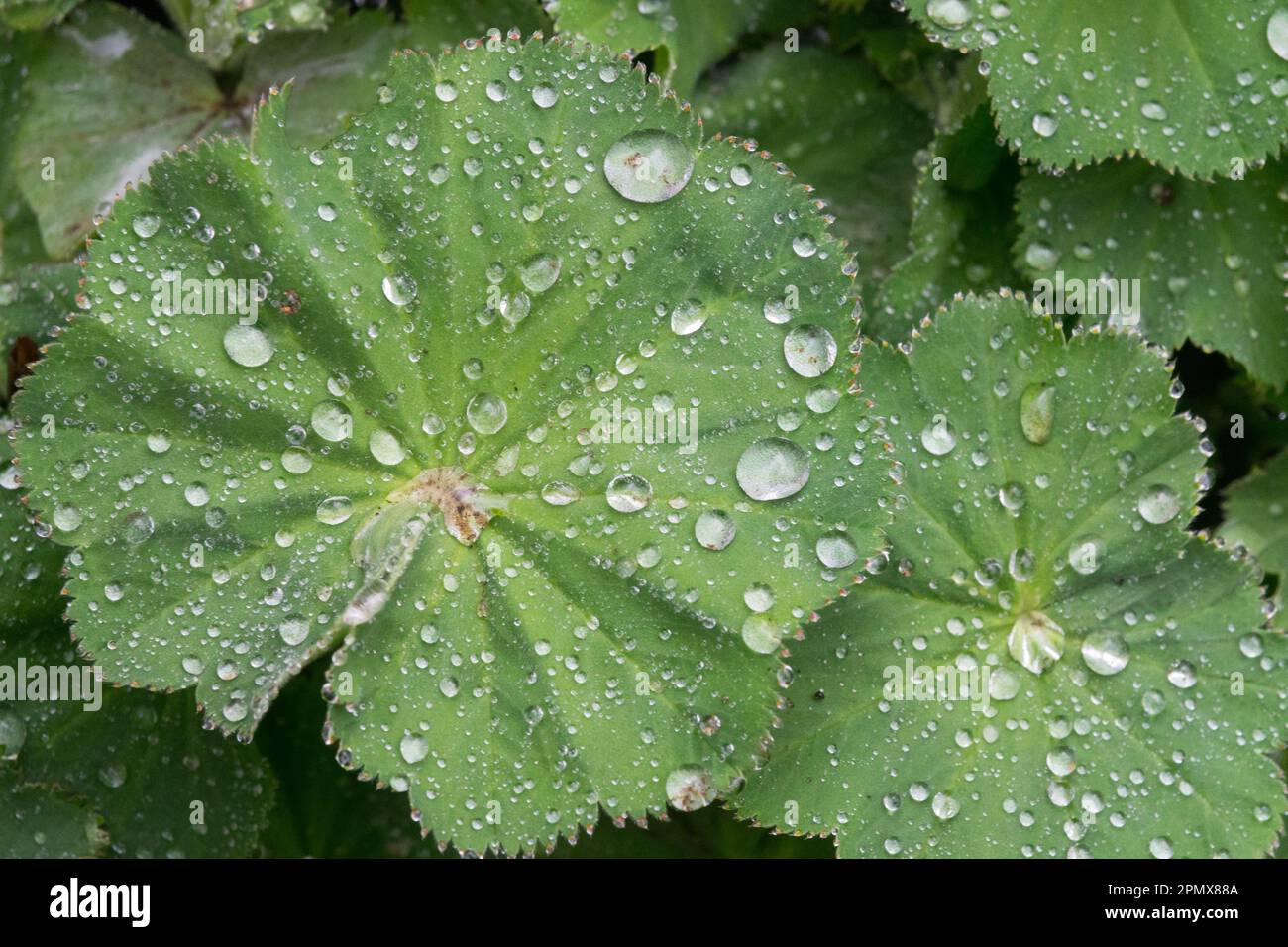 Alchemilla mollis, Ladys Mantle, Regentropfen, irische Seide, Tropfen, Tröpfchen, Alchemilla, Wassertropfen, Regentropfen, Wasser Stockfoto