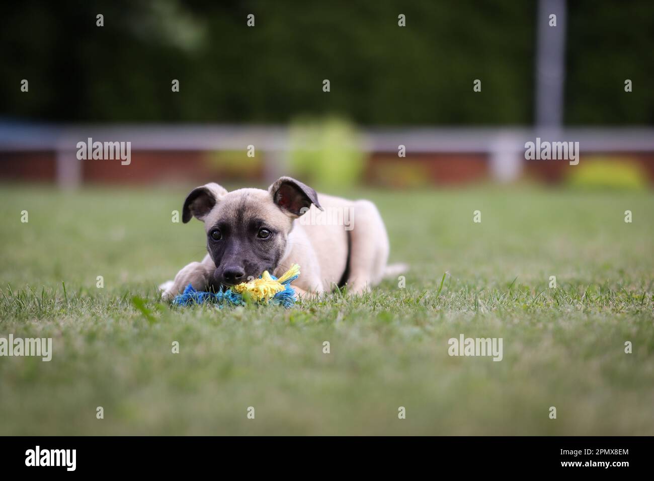 Whippet Hündchen, das mit dem Hund auf dem Gras liegt. Junger Hund der englischen Rasse im Grünen Garten. Stockfoto