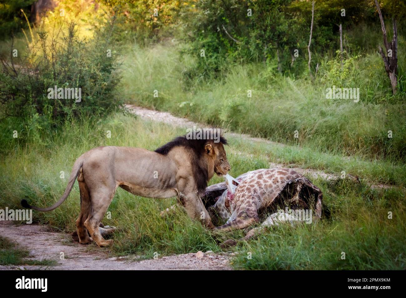 Afrikanischer Löwe, männlich, der im Kruger-Nationalpark, Südafrika, einen Giraffenkadaver isst; Spezies der Familie Panthera leo von Felidae Stockfoto