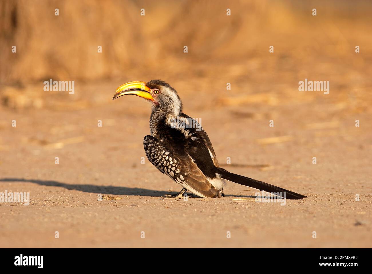 Südlicher Gelbschnabelhornvogel (Tockus leucomelas) im Central Kalahari Game Reserve, Botsuana Stockfoto