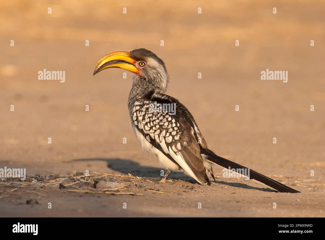 Südlicher Gelbschnabelhornvogel (Tockus leucomelas) im Central Kalahari Game Reserve, Botsuana Stockfoto