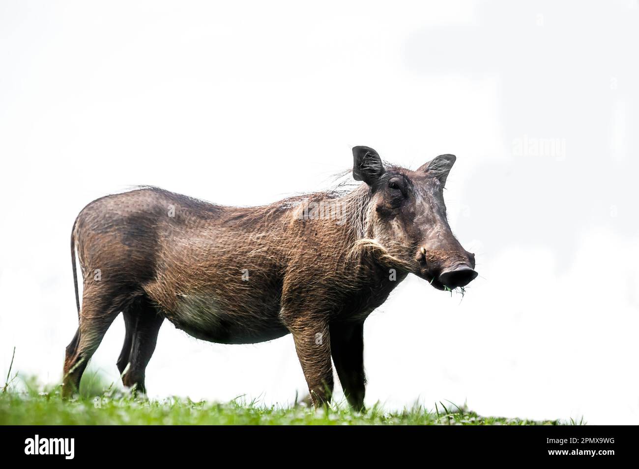 Gemeinsame Warzenschwein in weißen Hintergrund isoliert im Krüger Nationalpark, Südafrika; Specie Phacochoerus africanus Familie der Suidae Stockfoto