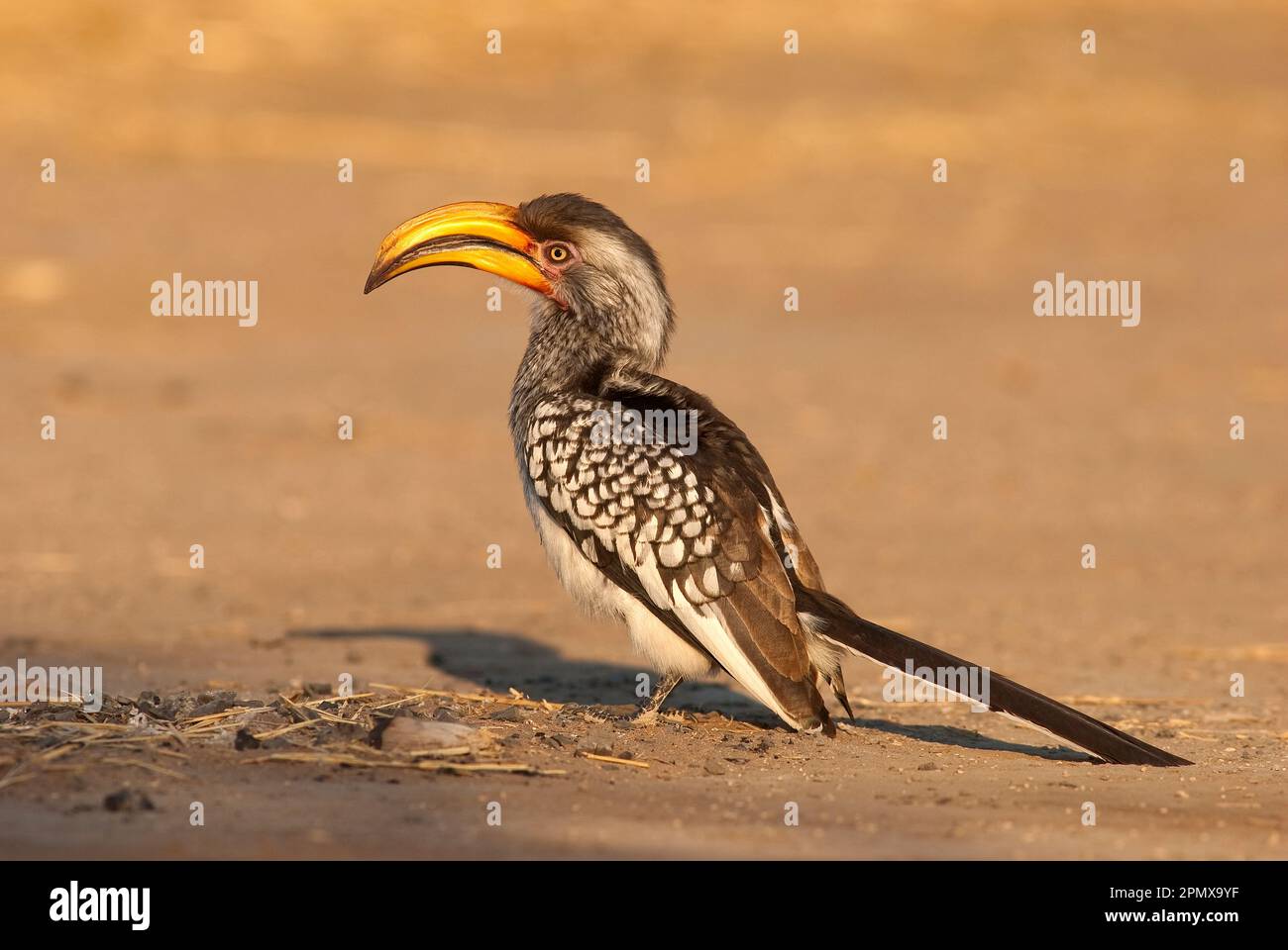 Südlicher Gelbschnabelhornvogel (Tockus leucomelas) im Central Kalahari Game Reserve, Botsuana Stockfoto