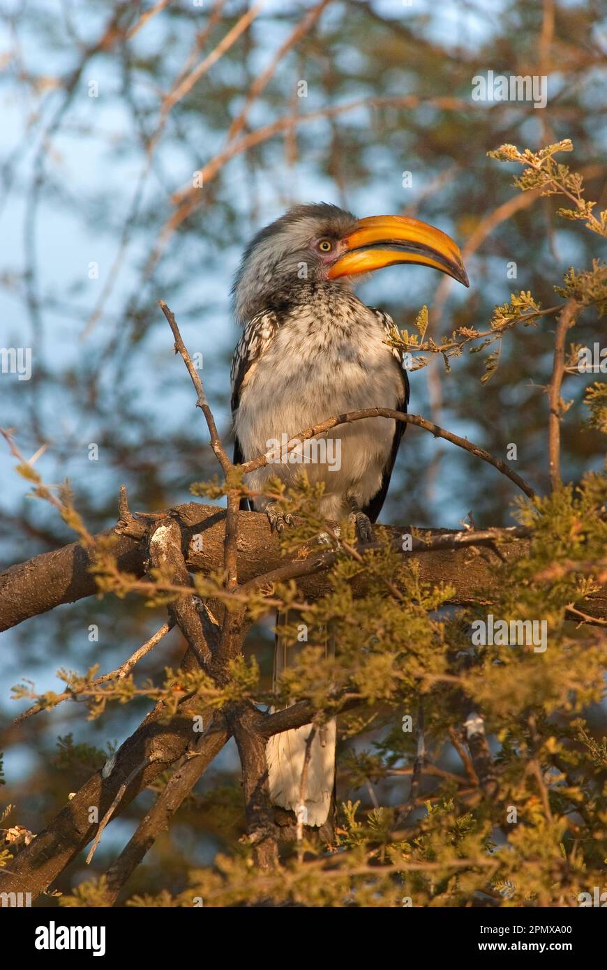 Südlicher Gelbschnabelhornvogel (Tockus leucomelas) im Central Kalahari Game Reserve, Botsuana Stockfoto