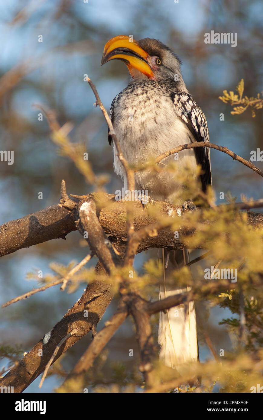 Südlicher Gelbschnabelhornvogel (Tockus leucomelas) im Central Kalahari Game Reserve, Botsuana Stockfoto