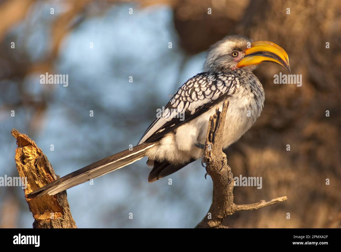 Südlicher Gelbschnabelhornvogel (Tockus leucomelas) im Central Kalahari Game Reserve, Botsuana Stockfoto