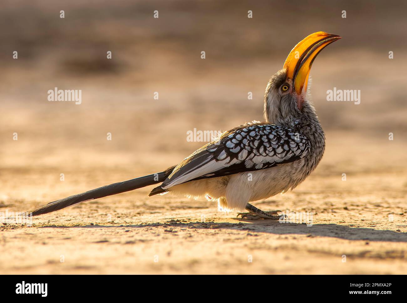 Südlicher Gelbschnabelhornvogel (Tockus leucomelas) im Central Kalahari Game Reserve, Botsuana Stockfoto