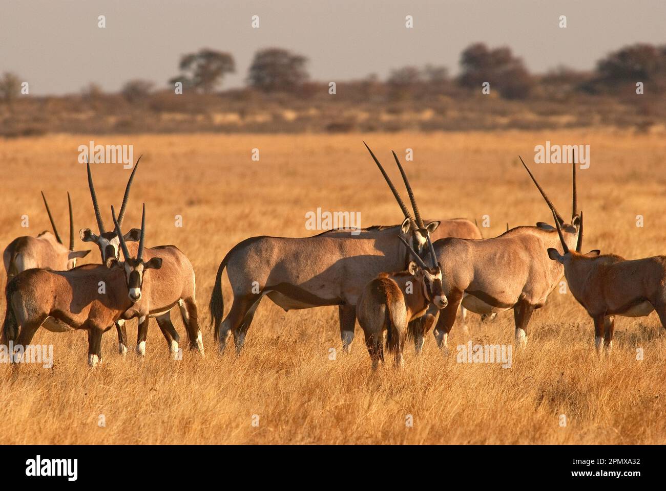 Herde von Gemsbok-Antilopen in den offenen Ebenen des Central Kalahari Game Reserve, Botsuana Stockfoto