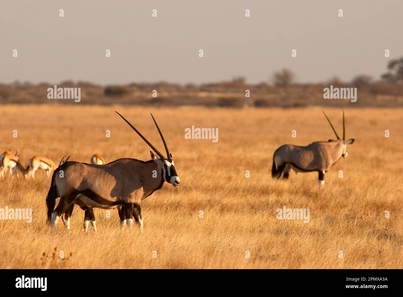 Herde von Gemsbok-Antilopen in den offenen Ebenen des Central Kalahari Game Reserve, Botsuana Stockfoto