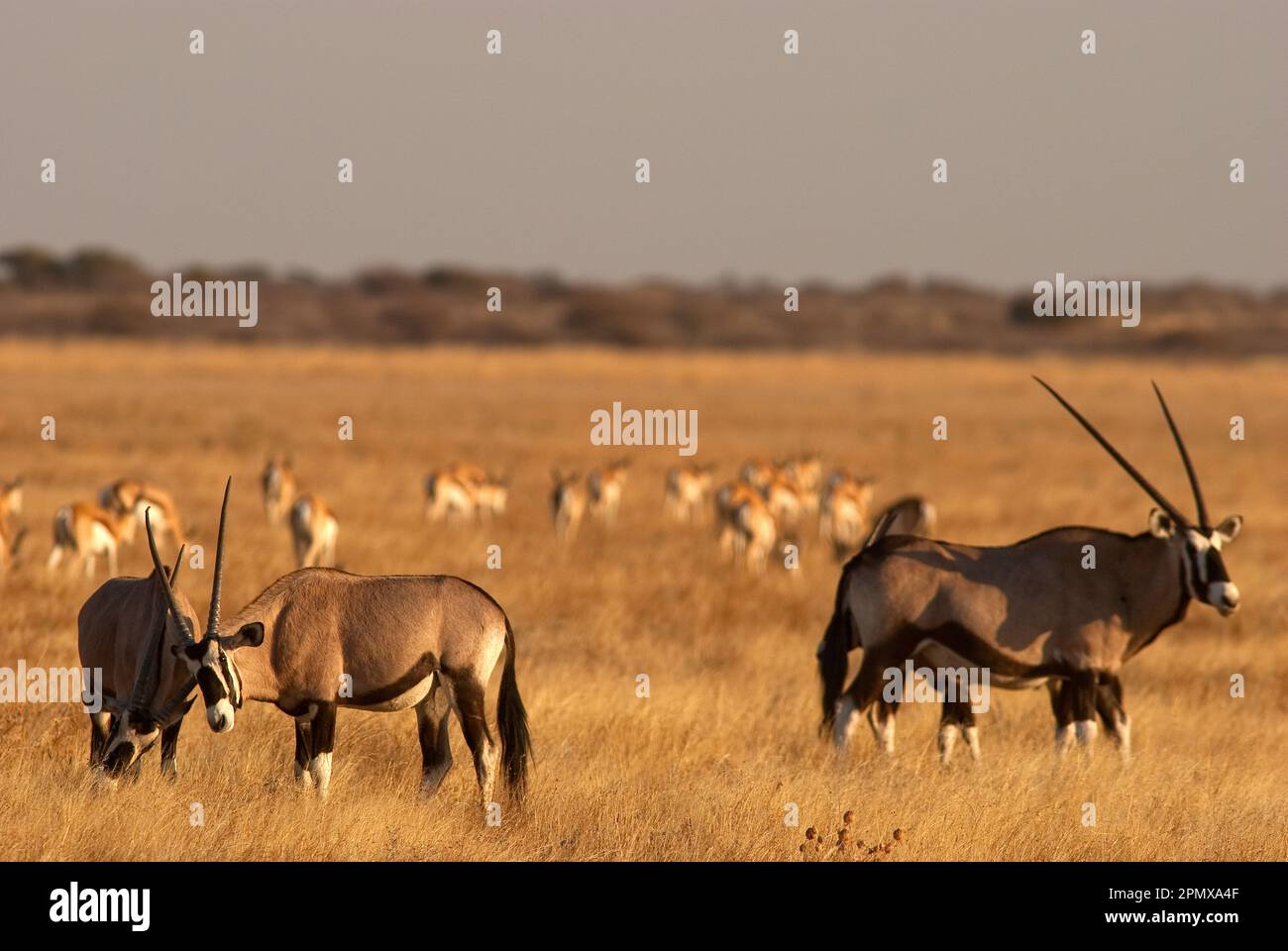 Herde von Gemsbok-Antilopen in den offenen Ebenen des Central Kalahari Game Reserve, Botsuana Stockfoto