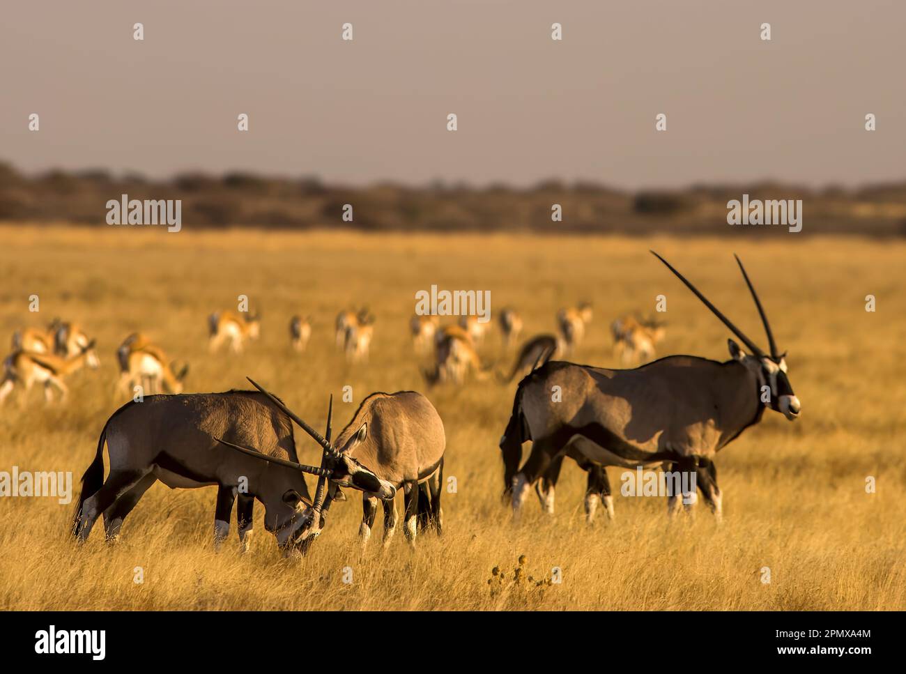 Herde von Gemsbok-Antilopen in den offenen Ebenen des Central Kalahari Game Reserve, Botsuana Stockfoto