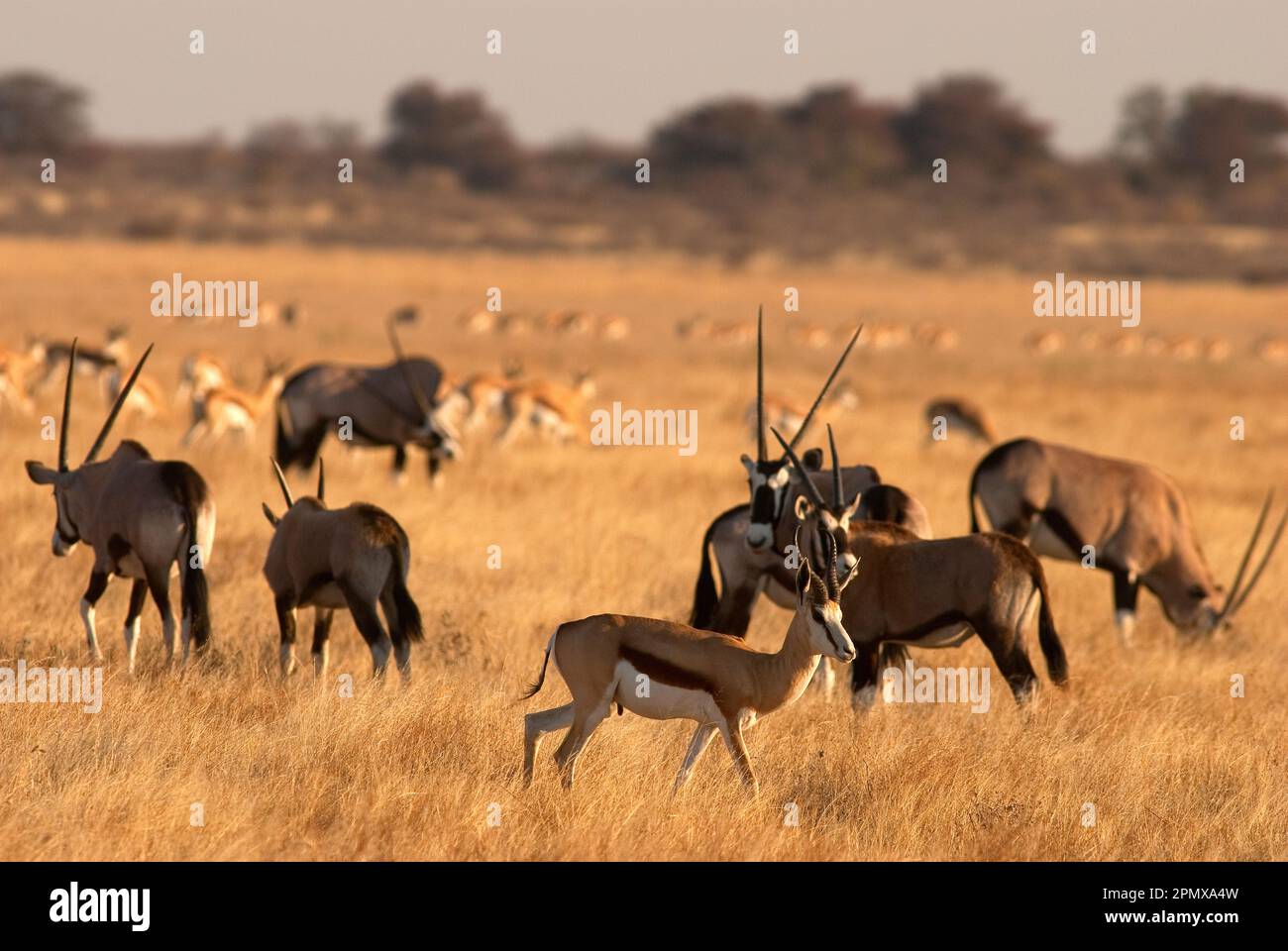 Herde von Gemsbok-Antilopen in den offenen Ebenen des Central Kalahari Game Reserve, Botsuana Stockfoto