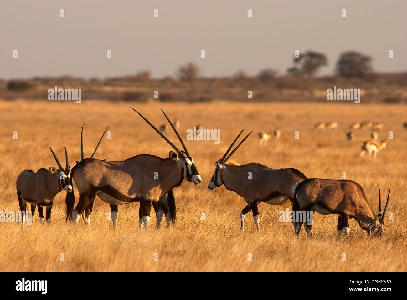 Herde von Gemsbok-Antilopen in den offenen Ebenen des Central Kalahari Game Reserve, Botsuana Stockfoto