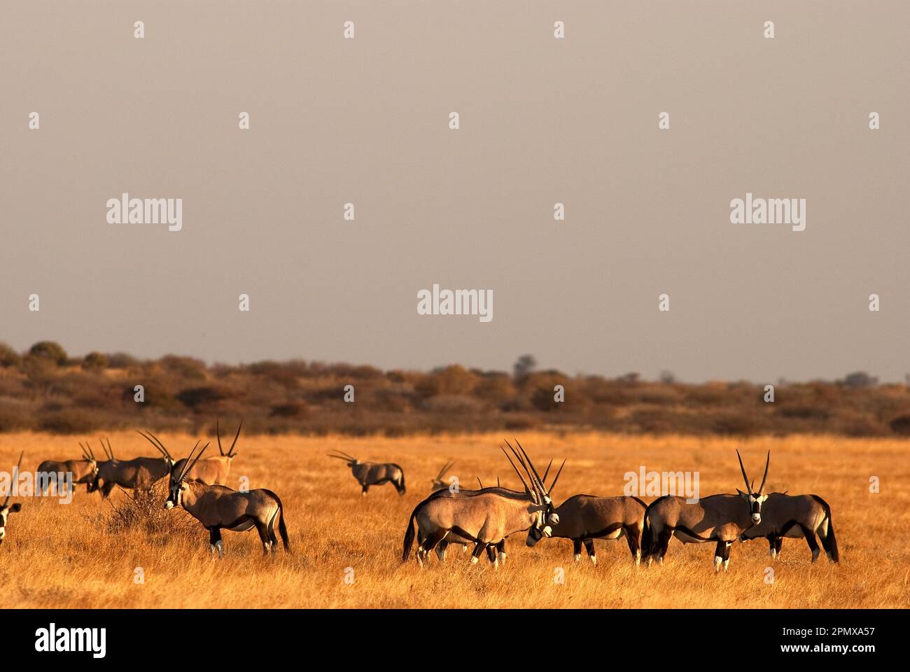 Herde von Gemsbok-Antilopen in den offenen Ebenen des Central Kalahari Game Reserve, Botsuana Stockfoto