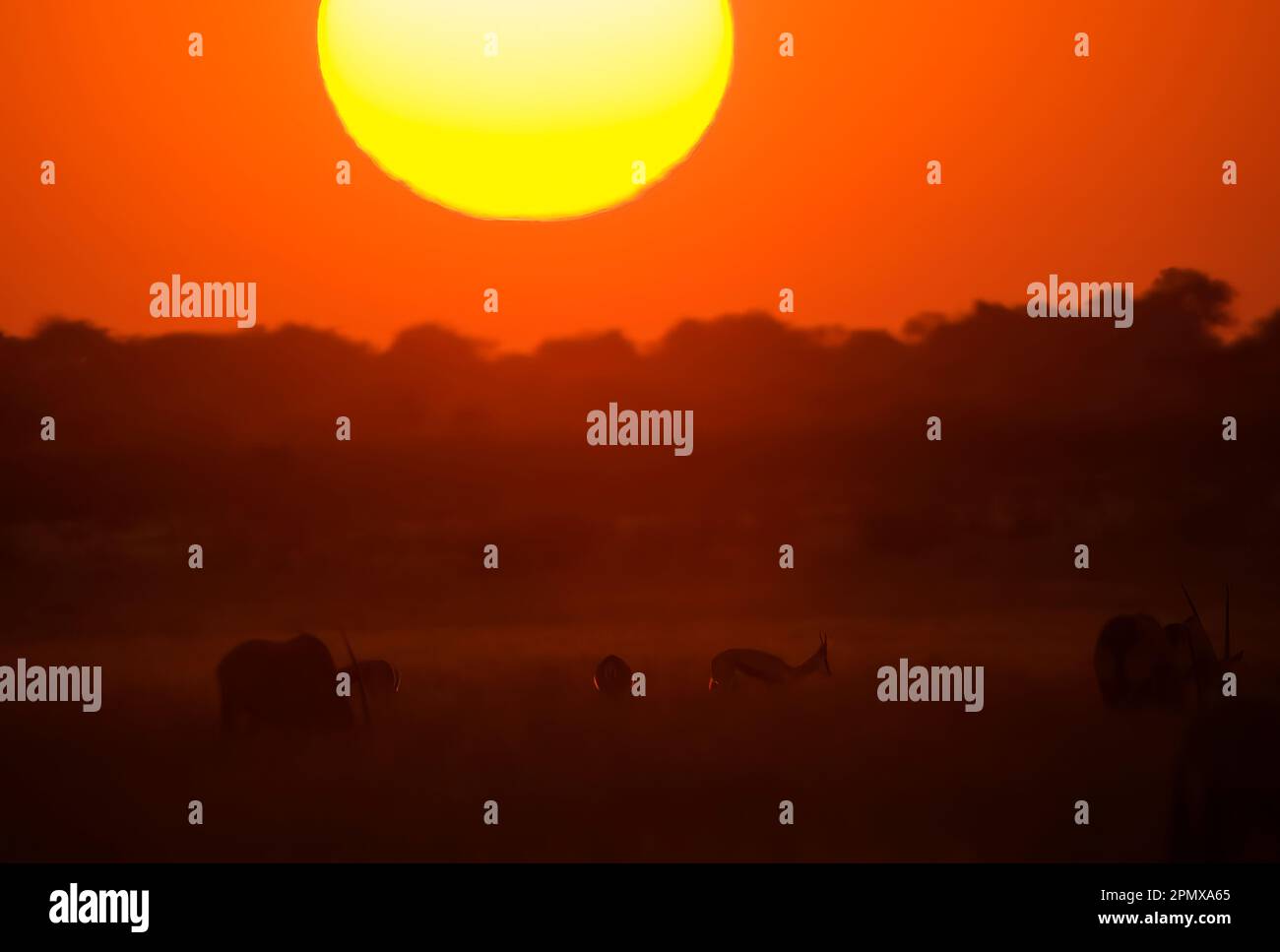 Springbok und Gemsbok bei Sonnenuntergang, Central Kalahari Game Reserve, Botswana, Afrika Stockfoto