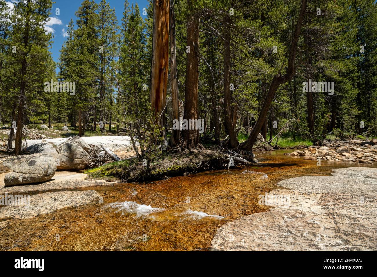 Kleine Insel der Bäume in Delaney Creek im High Country des Yosemite-Nationalparks Stockfoto