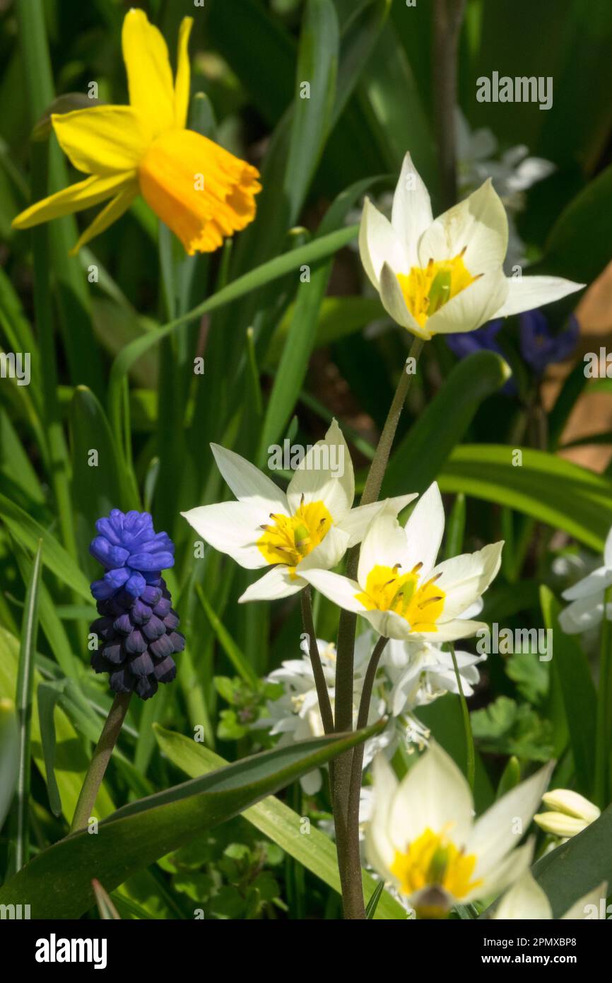 Daffodil, Traubenhyazinth, Tulip Tulipa turkestanica, Narcissus „Tete a Tete“, Muscari, Blumen, gemischt Stockfoto
