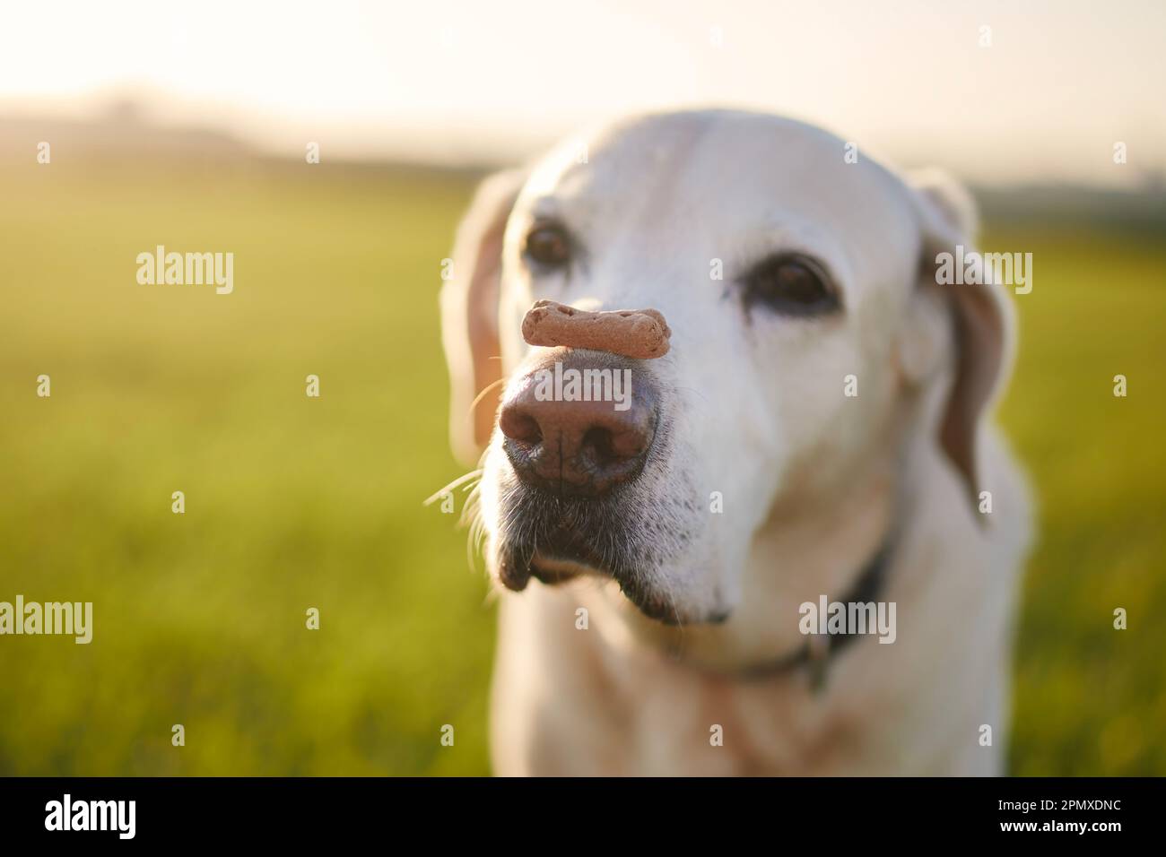 Nahaufnahme eines lustigen Hundes mit Keksen. Labrador Retriever balanciert Leckerli auf seiner Schnauze auf der Wiese bei Sonnenuntergang. Stockfoto