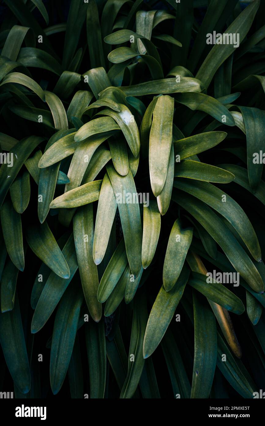 Grüne Pflanzenblätter in der Natur im Frühling, grüner Hintergrund Stockfoto