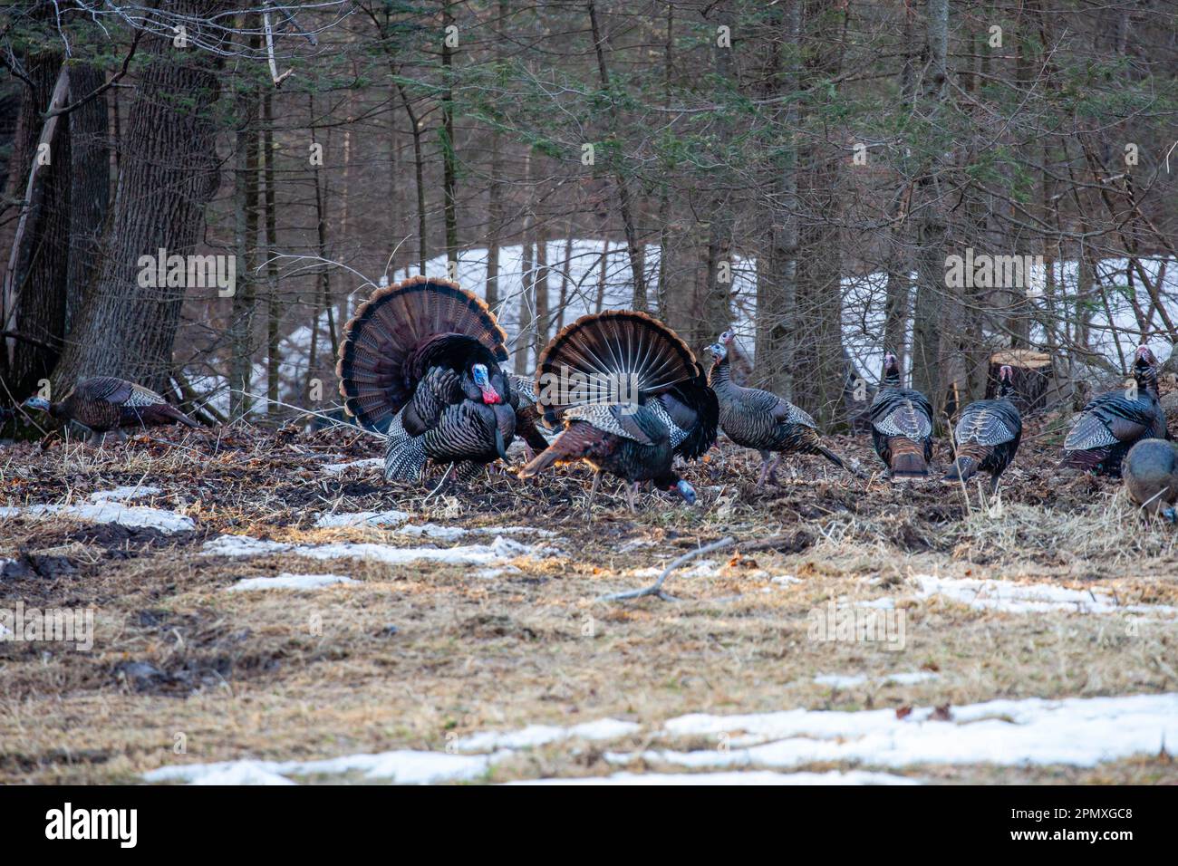 Zwei männliche Wildputen aus dem Osten (Meleagris gallopavo), die vor den Hennen in horizontaler Richtung zeigen und stolzieren Stockfoto