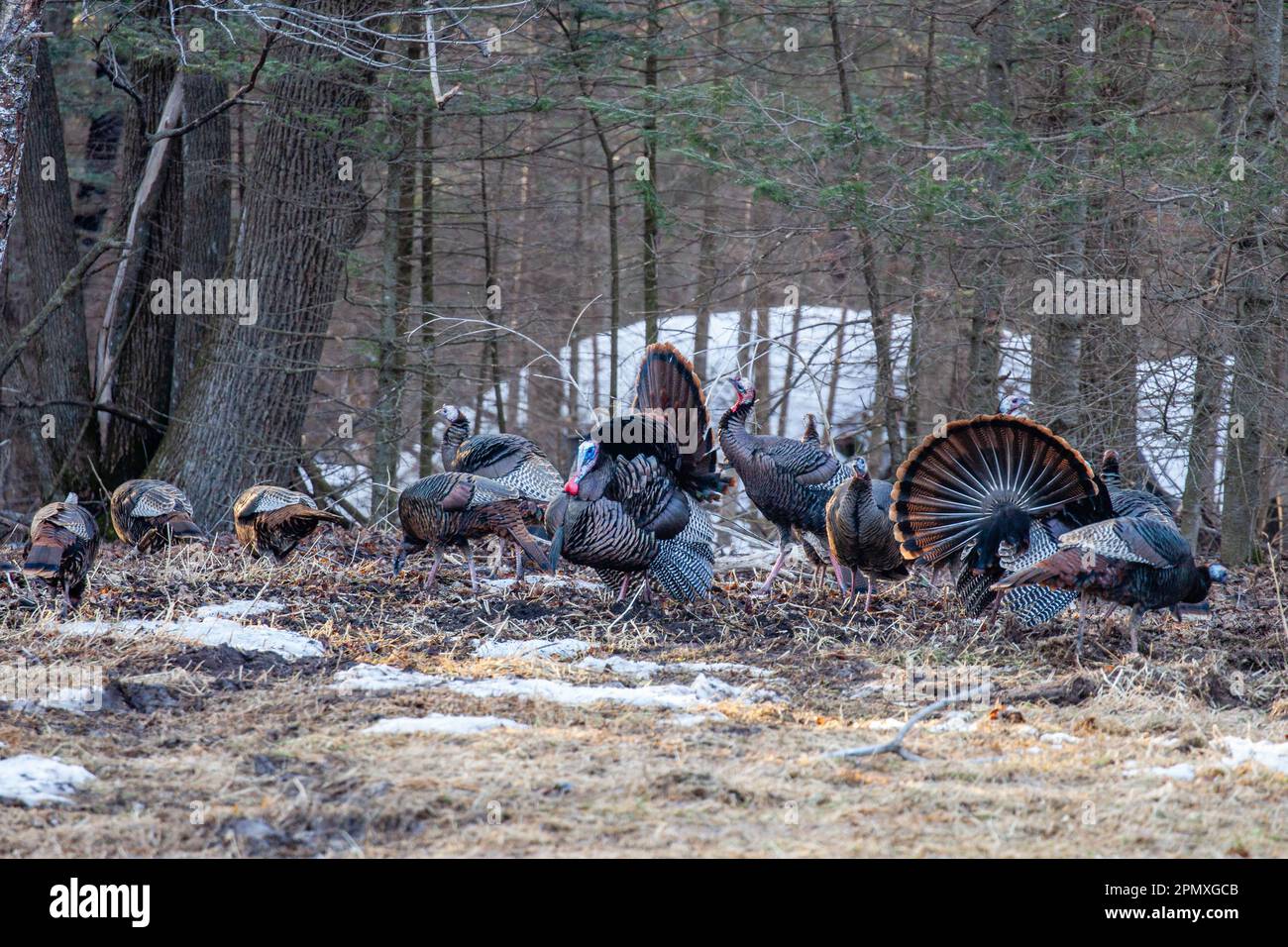 Zwei männliche Wildputen aus dem Osten (Meleagris gallopavo), die vor den Hennen in horizontaler Richtung zeigen und stolzieren Stockfoto
