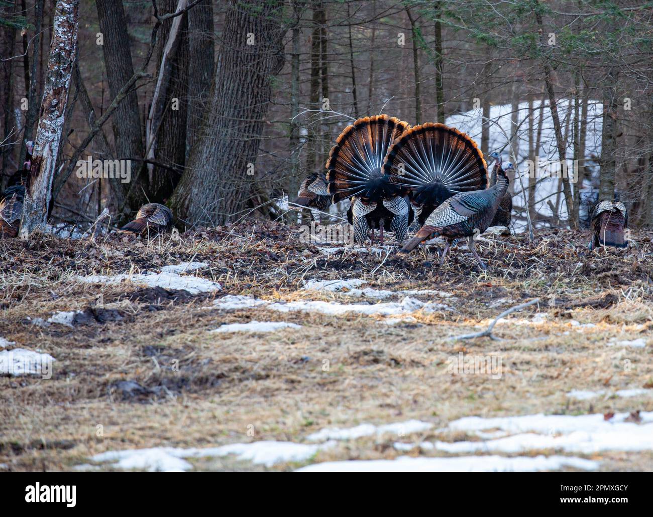 Zwei männliche Wildputen aus dem Osten (Meleagris gallopavo), die vor den Hennen in horizontaler Richtung zeigen und stolzieren Stockfoto