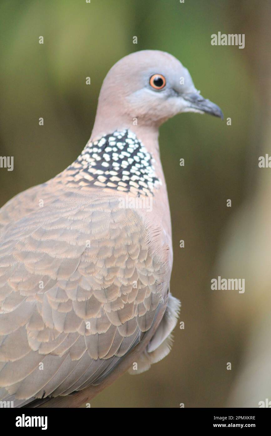 Gefleckte Taube Stockfoto