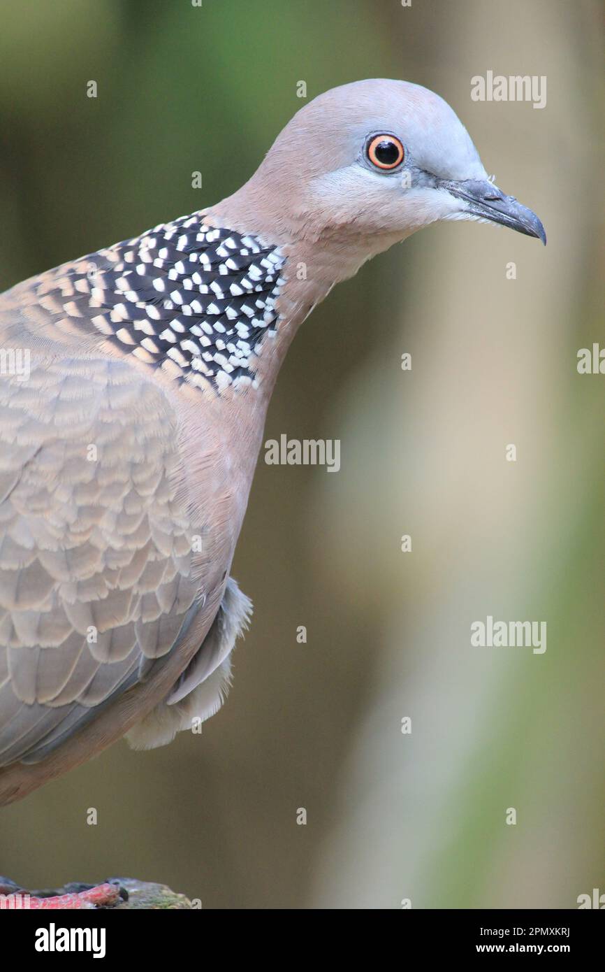 Gefleckte Taube Stockfoto