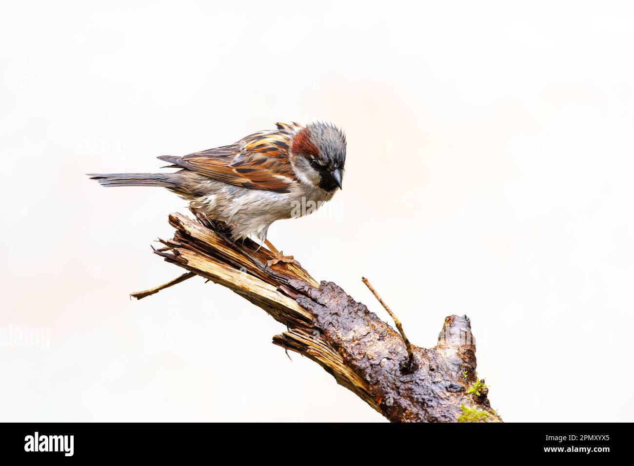 Nahaufnahme eines regengetränkten House Sparrow, Passer domesticus, hoch oben auf einem Ast mit klitzekleinem Gefieder mit Blick auf einen verschwommenen gelblichen Hintern Stockfoto