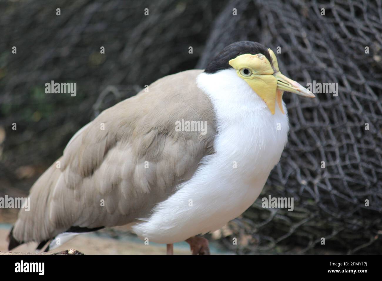 Maskierte Kiebitz Stockfoto