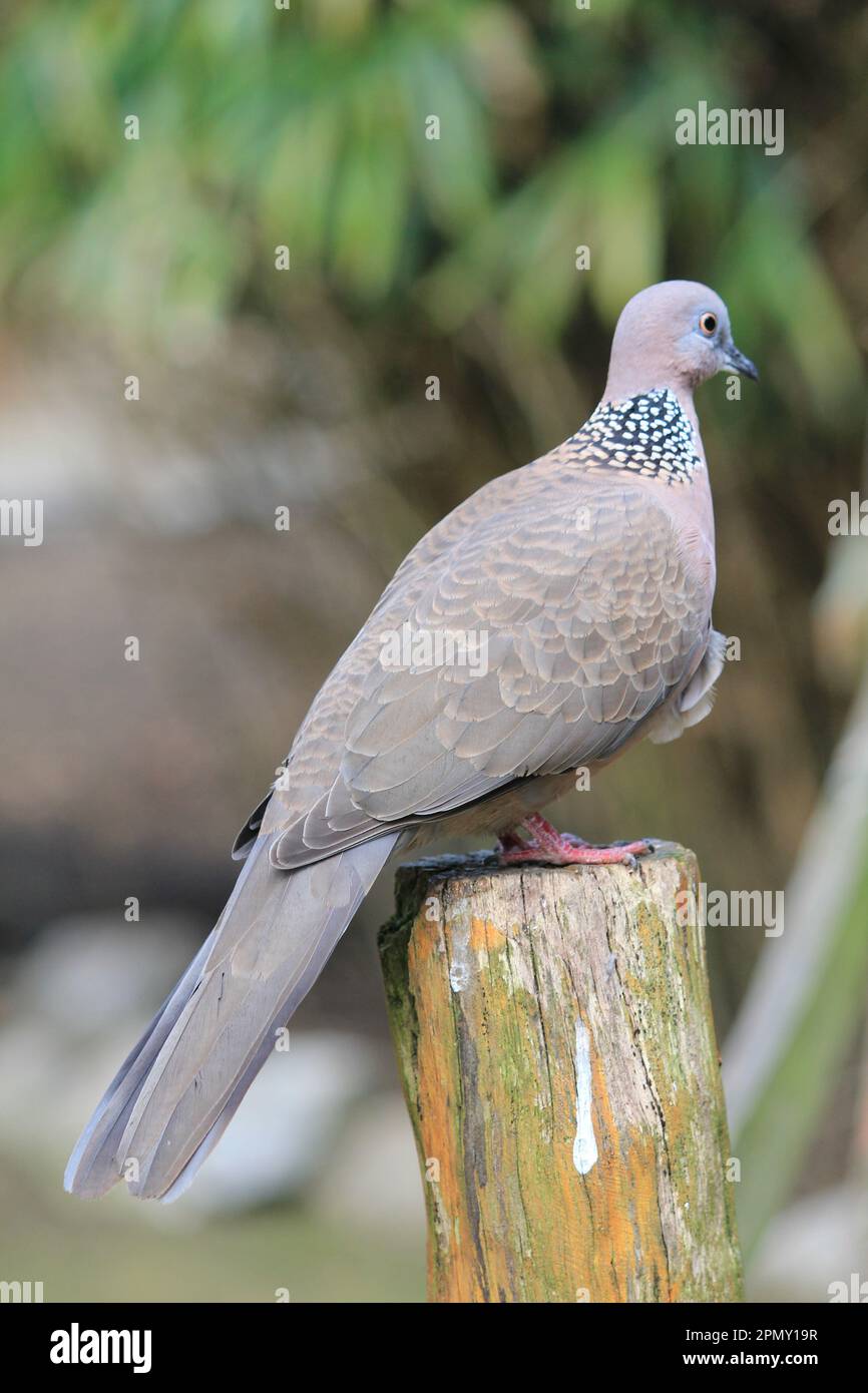 Gefleckte Taube Stockfoto