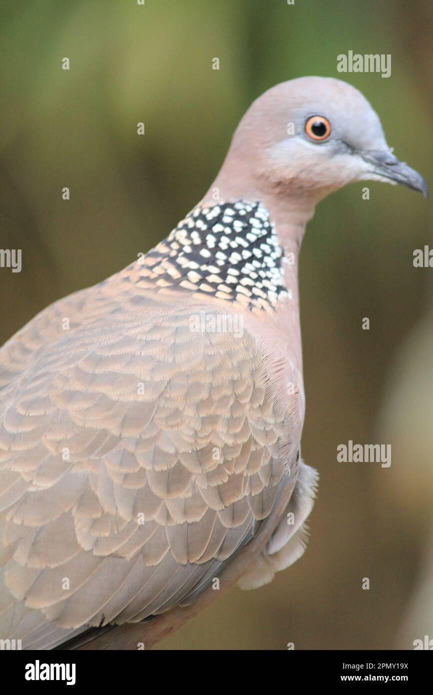 Gefleckte Taube Stockfoto