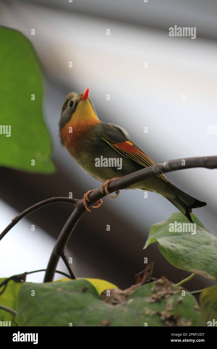 Rot-billed leiothrix Stockfoto
