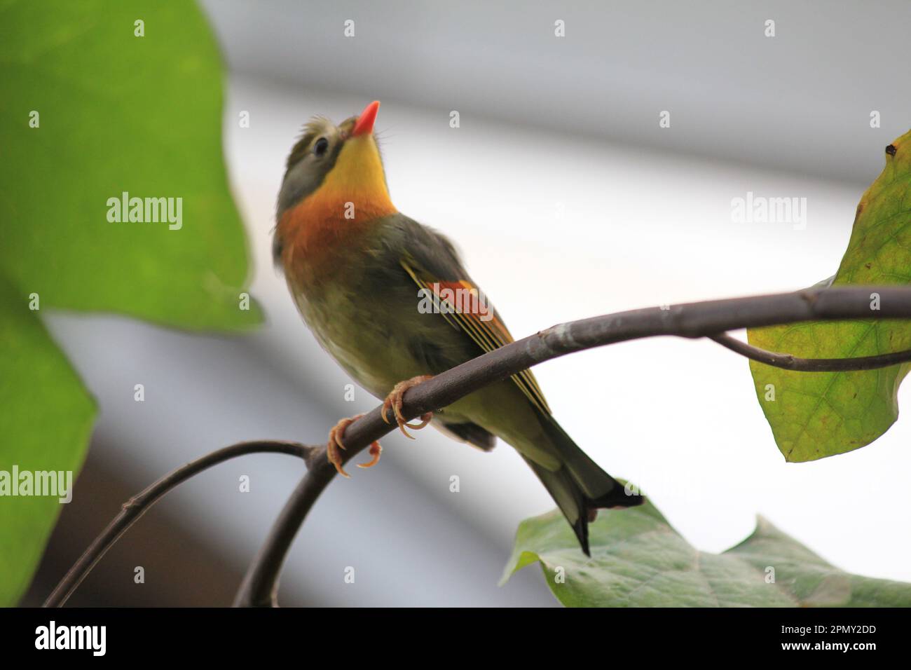 Rot-billed leiothrix Stockfoto