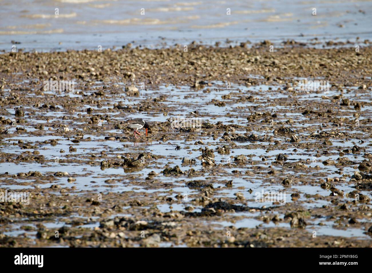 Austernfischer (Haematopus ostralegus) auf der Suche entlang der Küste mit der Flut. Stockfoto