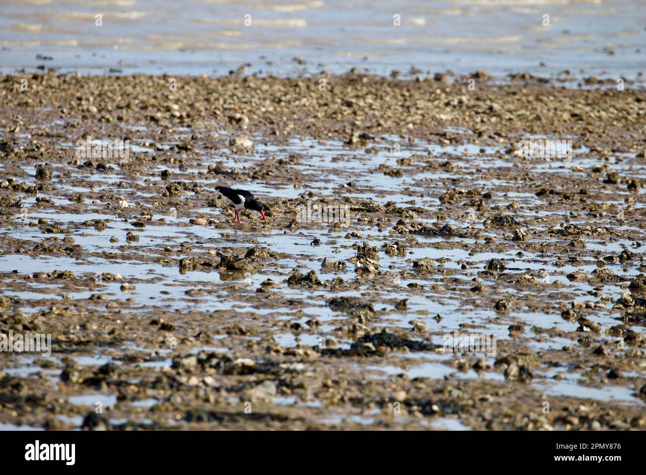 Austernfischer (Haematopus ostralegus) auf der Suche entlang der Küste mit der Flut. Stockfoto