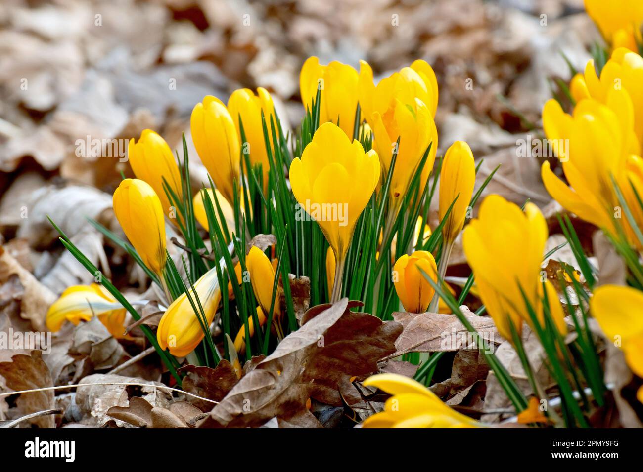 Crocus (Crocus vernus), Nahaufnahme einer Gruppe gelber Blüten, die im Frühling durch den Laubstreu eines Waldbodens platzen. Stockfoto