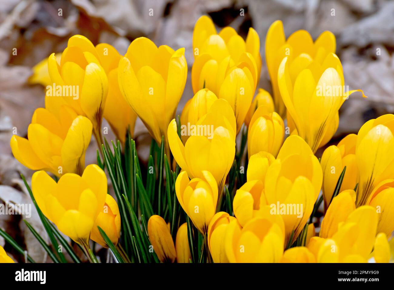 Crocus (Crocus vernus), Nahaufnahme einer Gruppe gelber Blüten, die im Frühling durch den Laubstreu eines Waldbodens platzen. Stockfoto