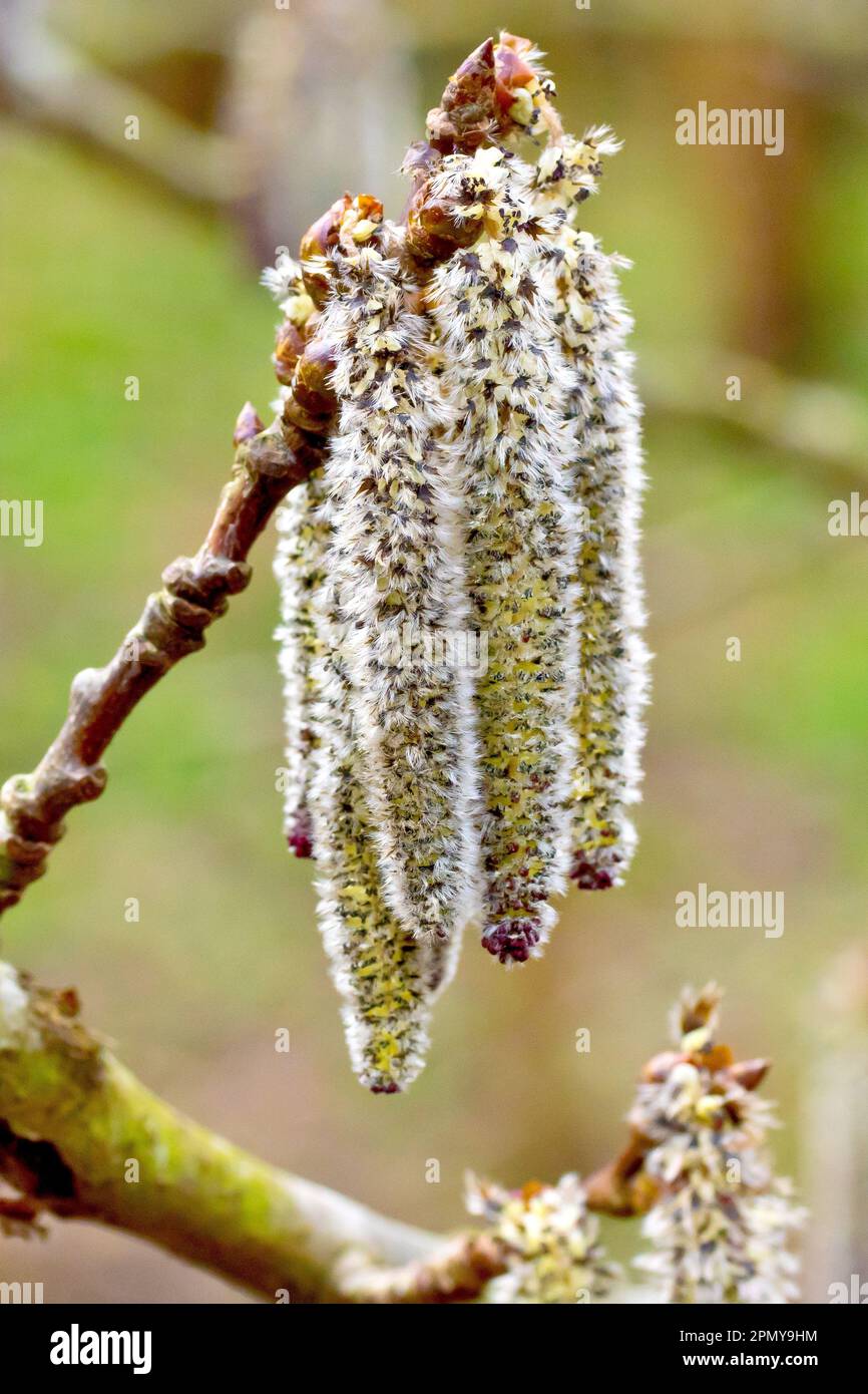 Graue Poplar (Populus canescens), Nahaufnahme einer Gruppe männlicher Katzen in Blüten, die im Frühling an einem kleinen Ast eines Baumes hängen. Stockfoto