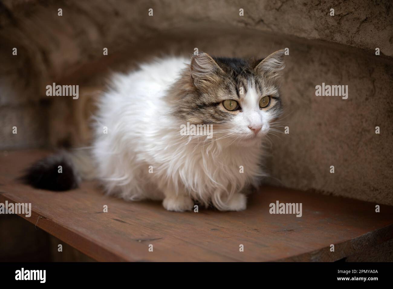 Porträt einer schönen langhaarigen Katze Stockfoto