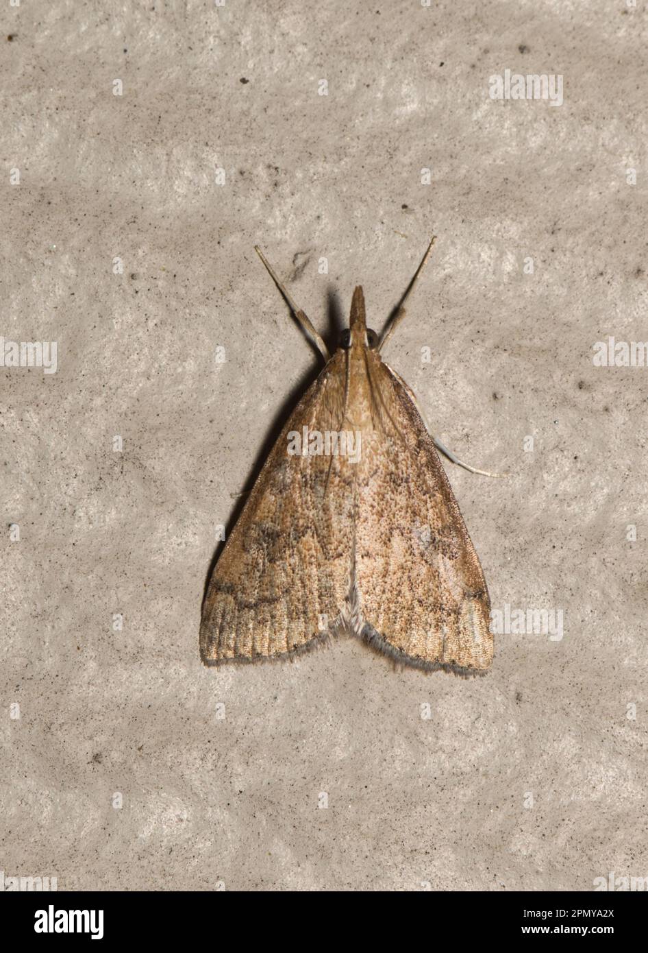 Sellerie Leaftier Moth (UdeA rubigalis) an einer Wand. Die Art gehört zur Familie der Crambidae, die in Amerika vorkommt, und gilt als landwirtschaftlicher Schädling. Stockfoto