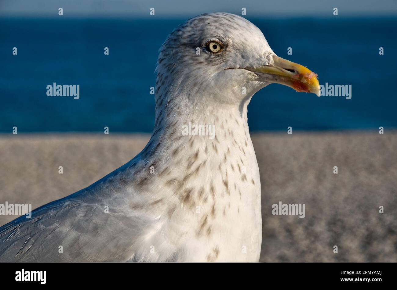Profilporträt von juveniler Heringsmull (Larus argentatus) am Meer in der französischen bretagne Stockfoto
