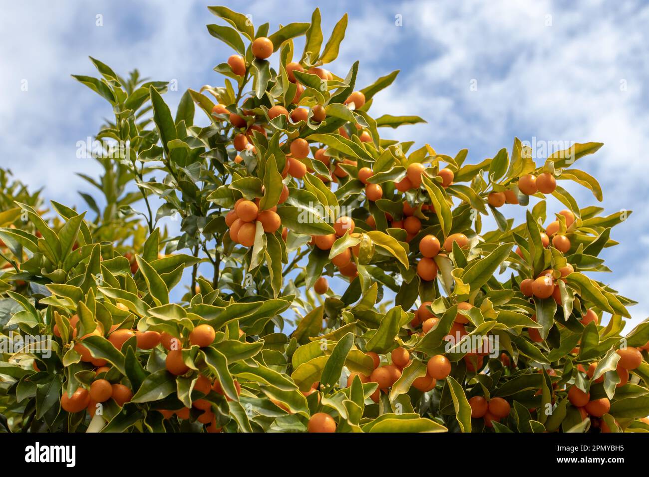 Limequat citrofortunella Hybrid. Kreuzung zwischen Key Lime und Kumquat. Äste mit reifen Früchten. Stockfoto