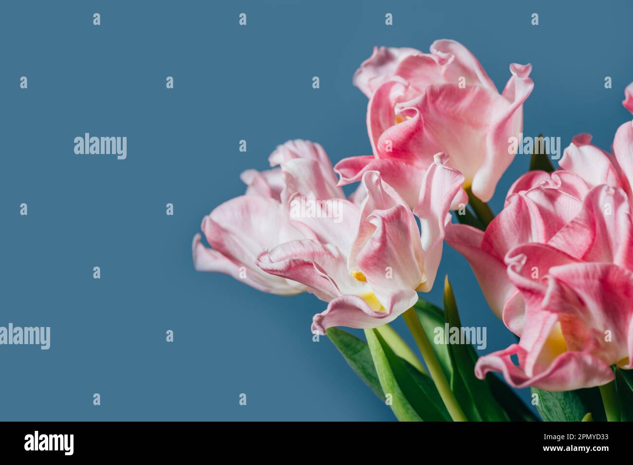 Wunderschöne Tulpen im Stil der Pink Parrot in der Vase auf blauem Hintergrund, Frühlingsferienkonzept, Kunsthintergrund, Kopierraum Stockfoto