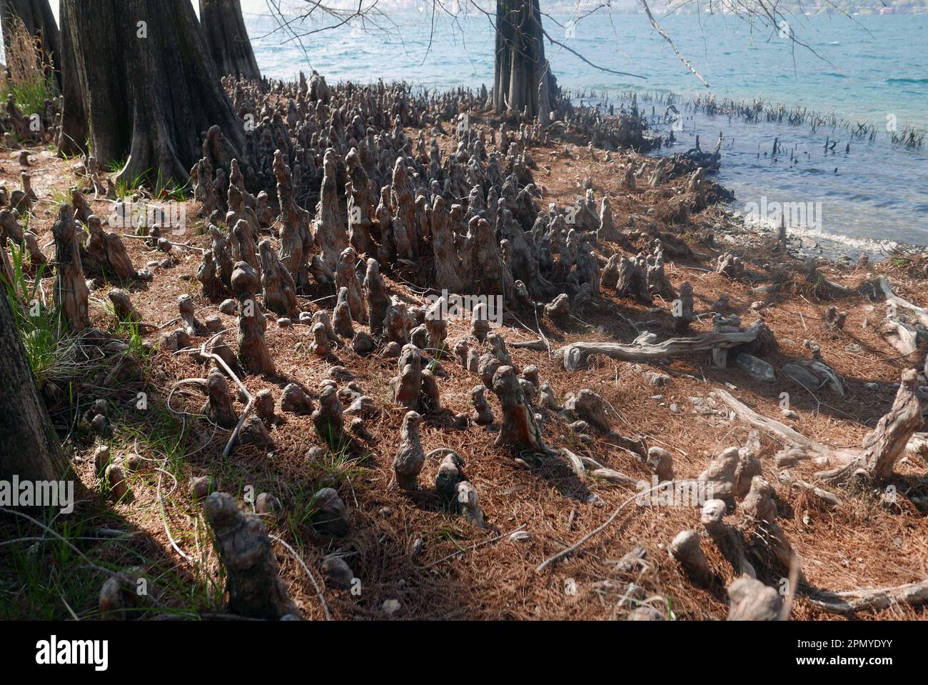 Weißkopfzypressenwald am Maggiore-See, Brissago-Insel, Schweiz Stockfoto