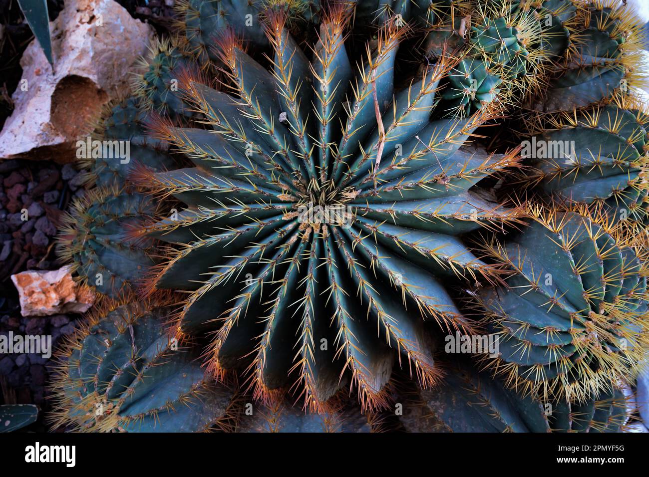 Echinocactus platyacanthus, auch bekannt als Riesenkaktus, Goldfässer oder Riesenviznaga, ist eine Kaktusart. Es ist einheimisch von Cent Stockfoto