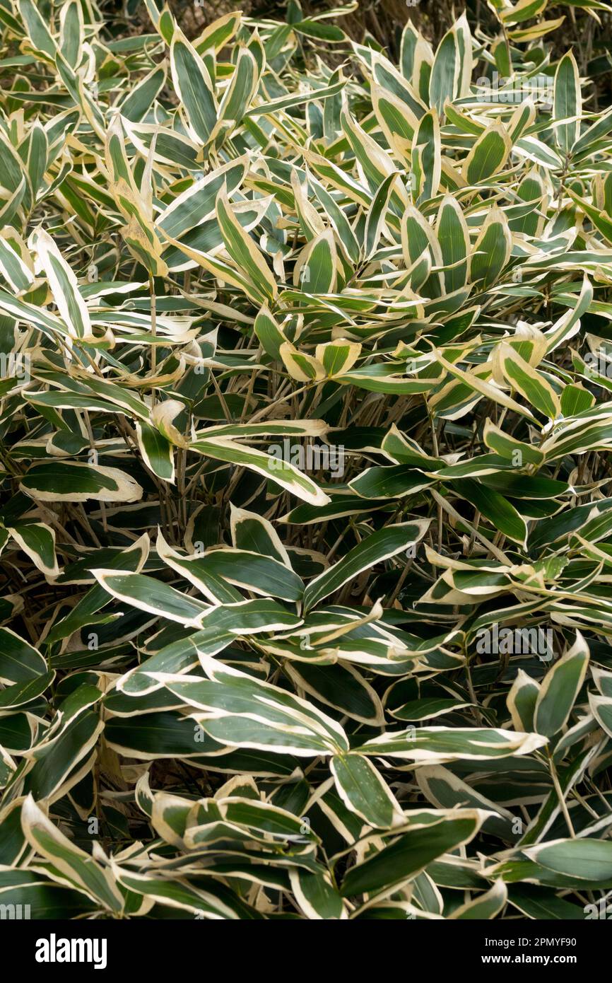 Bambus, Sasa veitchii, Hardy, Pflanze, Garten, Sasa Bambus, Evergreen, Blätter Stockfoto