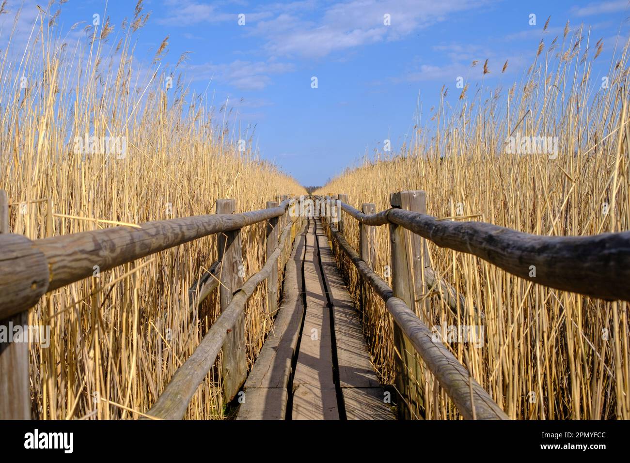 Reed Trail am Kaniera See. Wunderschöne Landschaft mit Holzsteg für Fußgänger. Frühling in Lettland. Stockfoto