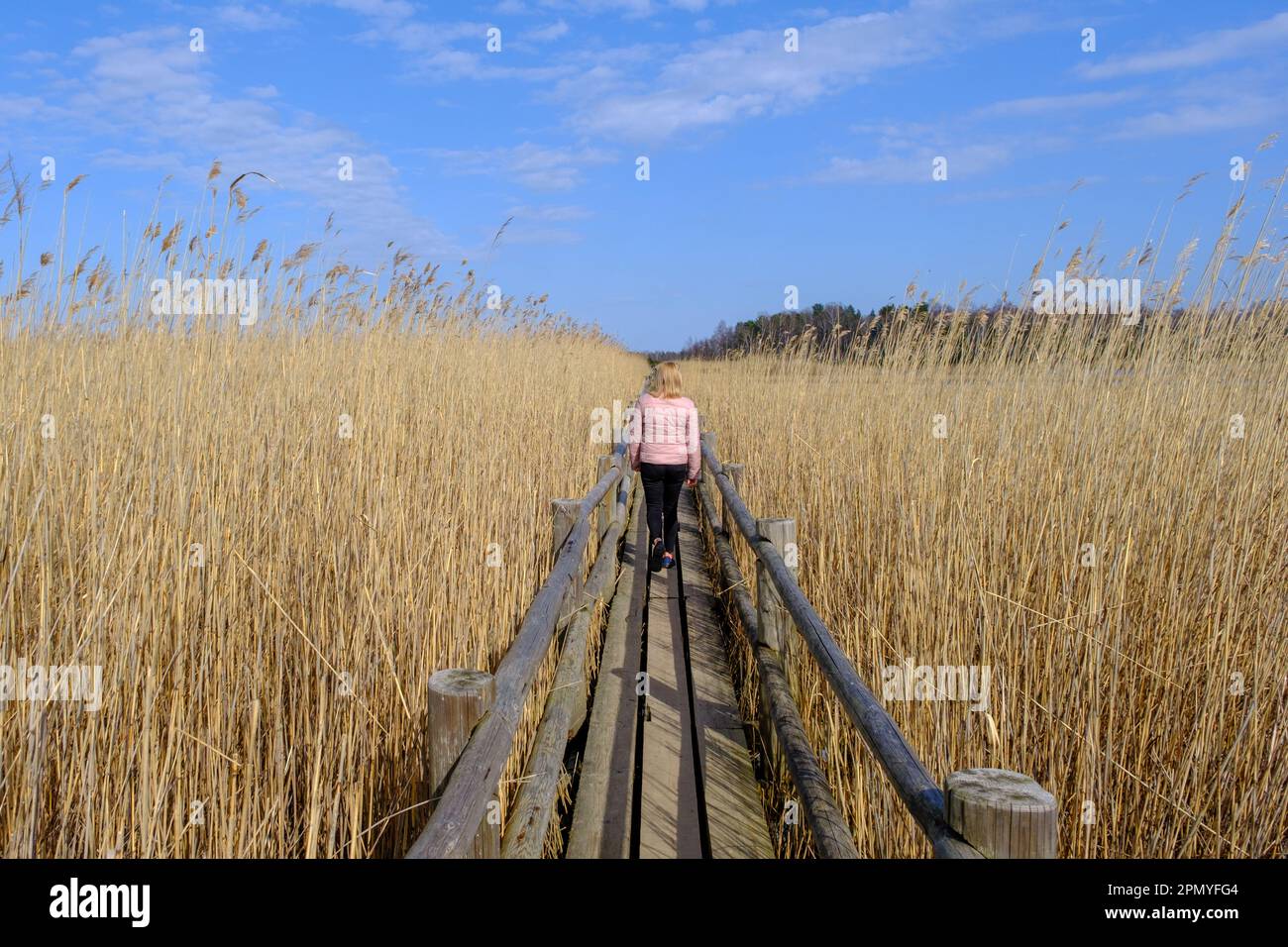 Reed Trail am Kaniera See. Wunderschöne Landschaft mit Holzsteg für Fußgänger. Frühling in Lettland. Eine Frau geht an einem hölzernen Touristenpa entlang Stockfoto